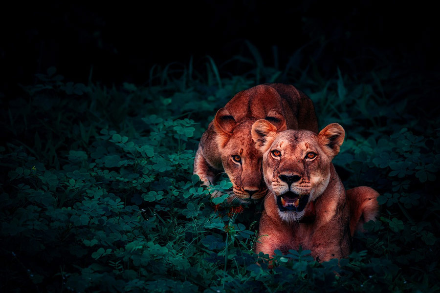 Pair lions cubs