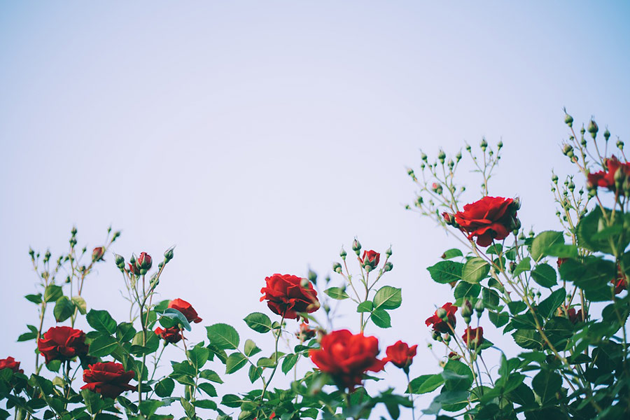 Garden photo full of roses