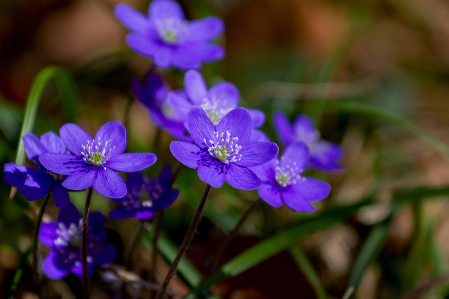 Hepatica liver flower