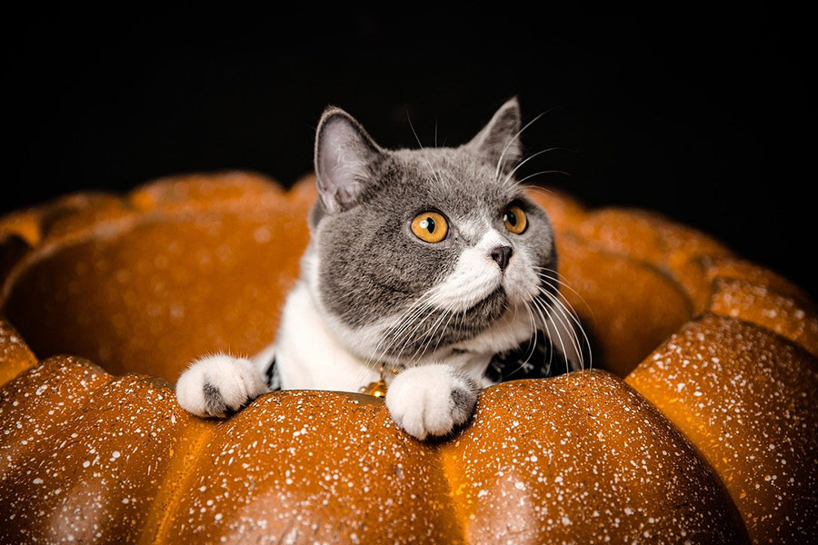 Cat inside pumpkin figure