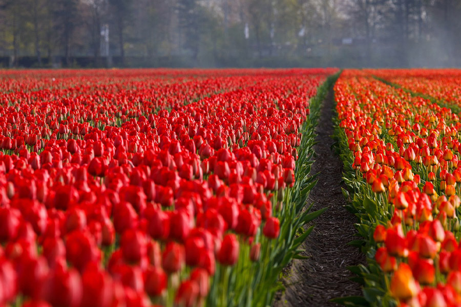Way path tulips field