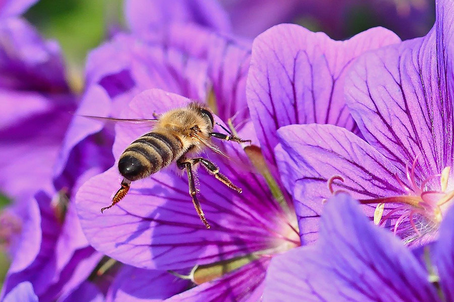 Wild bee insect purple flowers