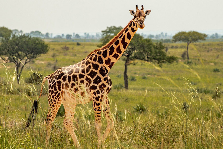 Long neck giraffe safari