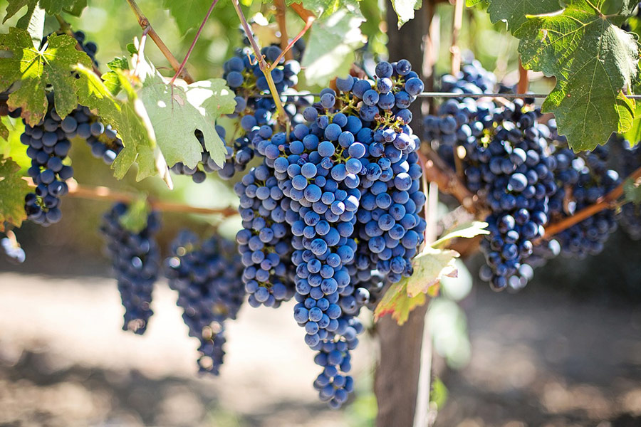 Big grapevine and grapes