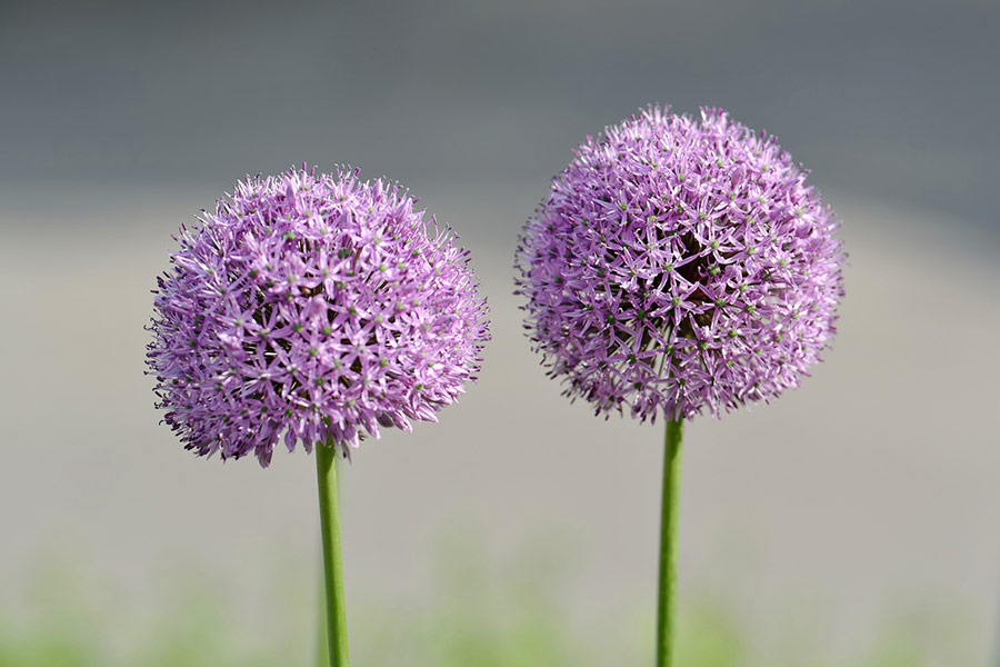Allium round purple flower