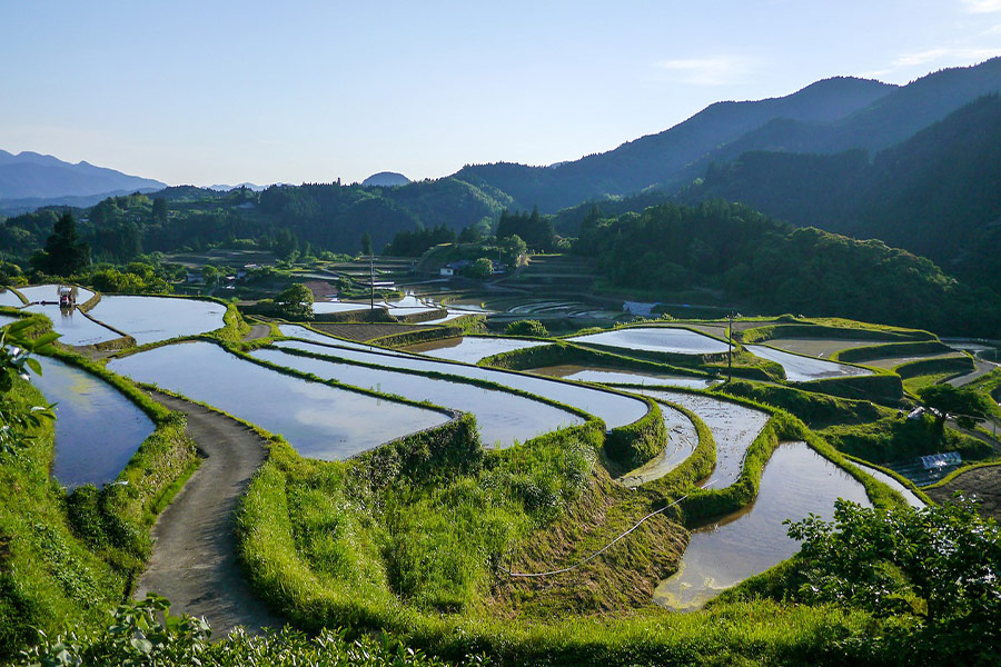 Japan rice terraces