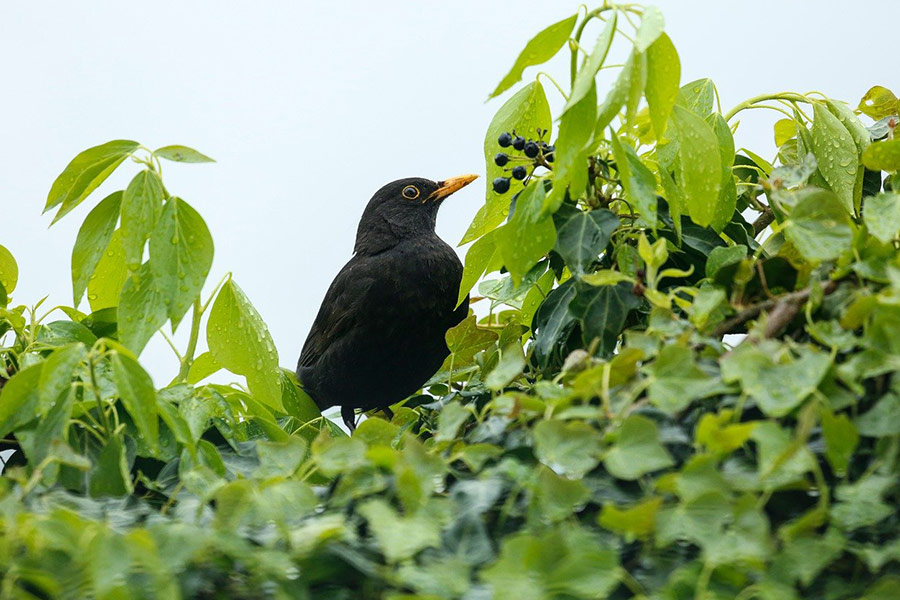 Black birds eating