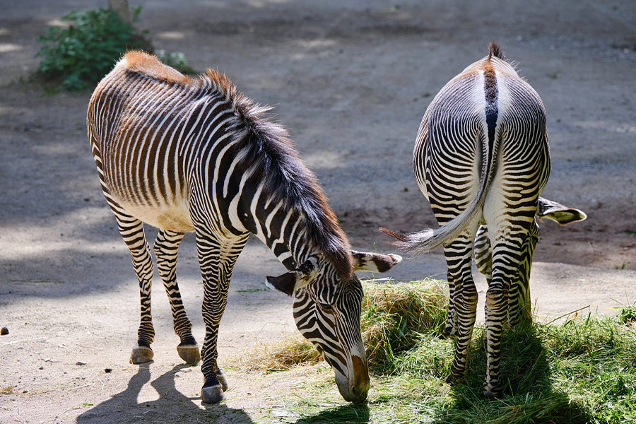 Back and front zebras