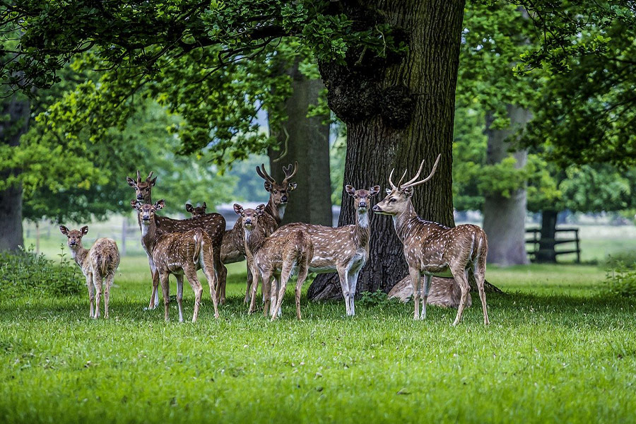 Group of deer doe buck