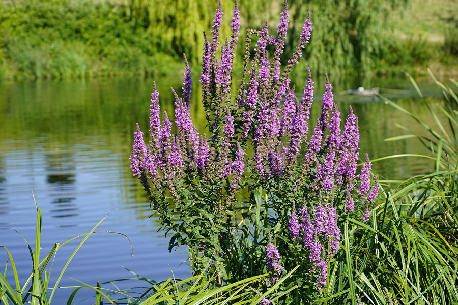 Lythrum flower loosestrife