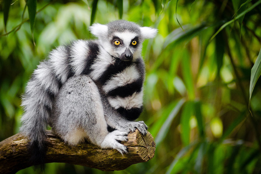 Wilderness lemur animal