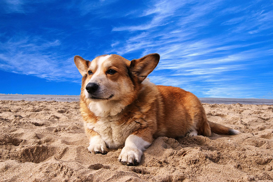 Welsh corgi pet dog