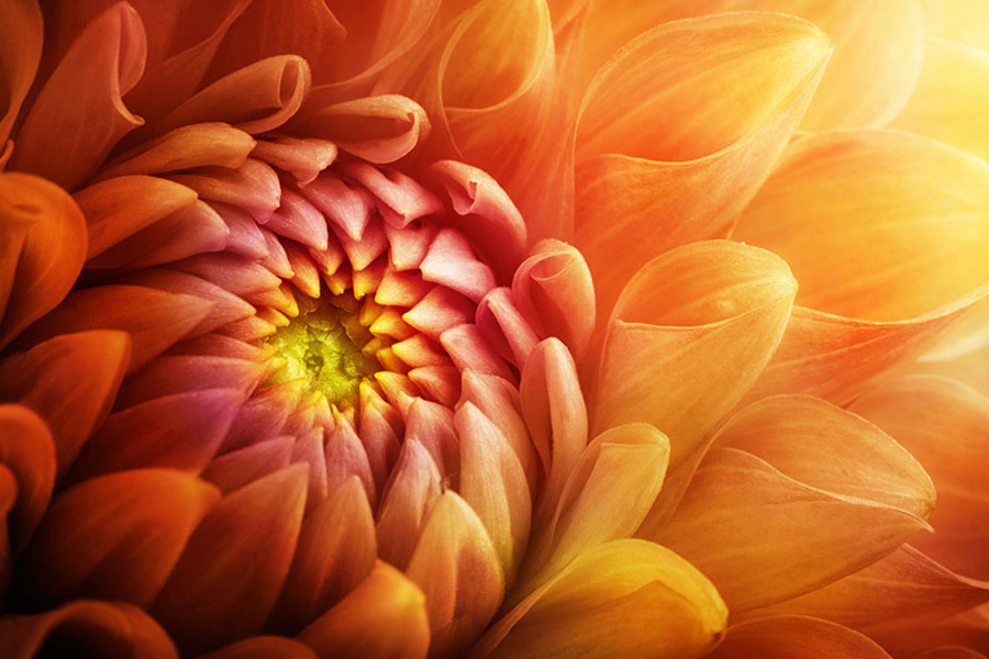 Colorful chrysanthemum