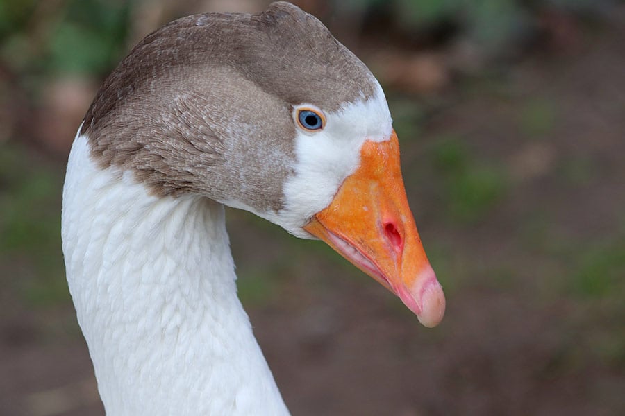 Domestic goose