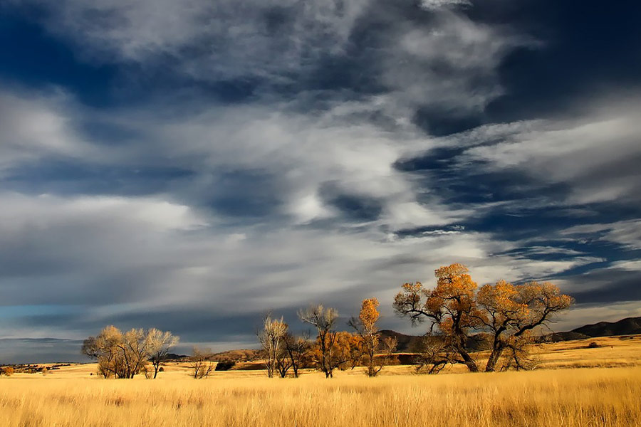 Grassland art