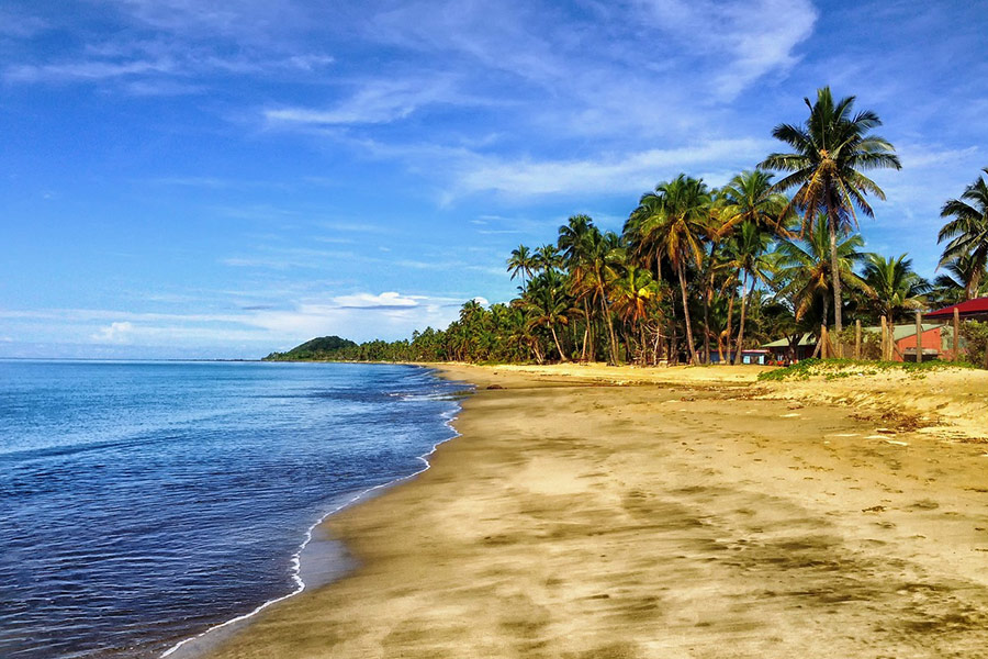 Beach sand palm trees