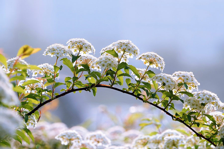 Nature plant flowers