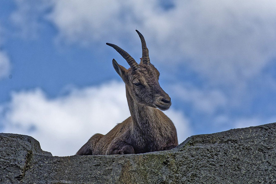 Ibex horns ruminant