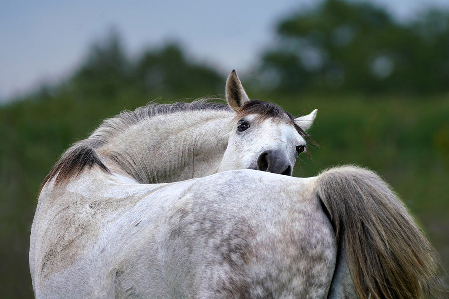 Cool horse background scatching