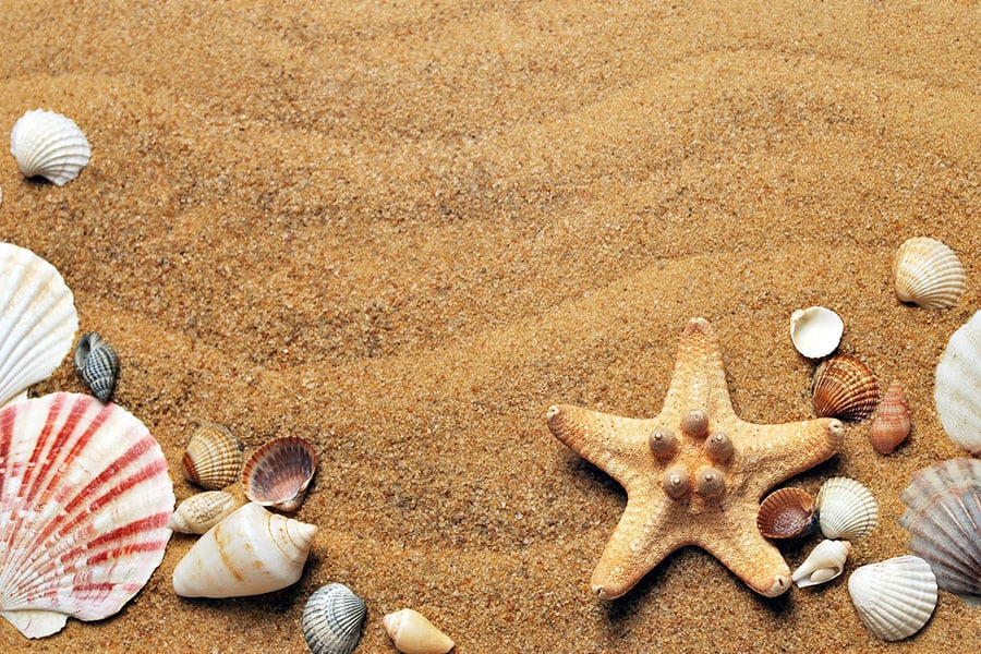 Sand beach seashells