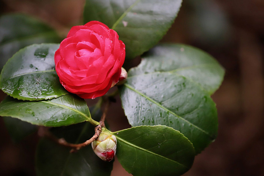 Camellia blossom bud