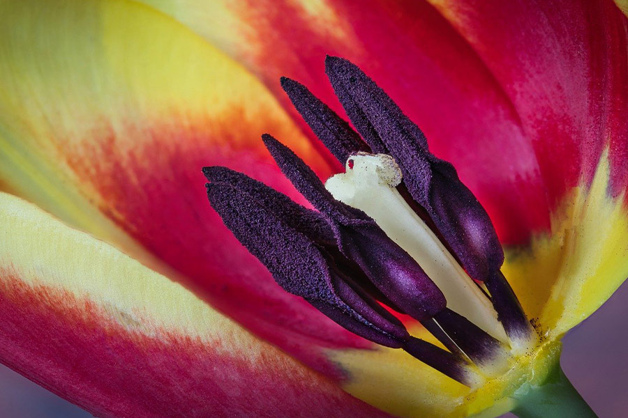 Close up tulip flower
