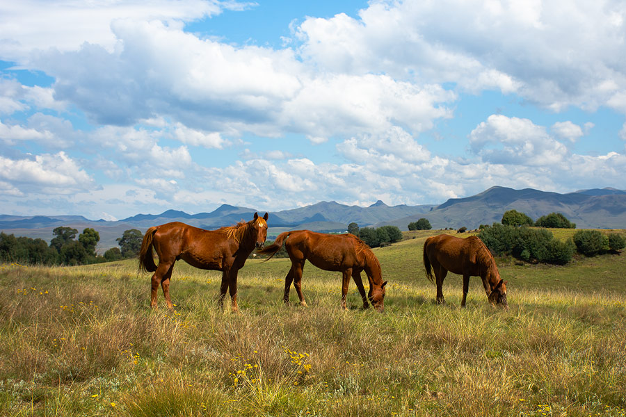 Pasture horses animals