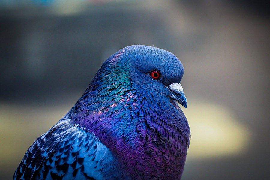 Blue purple pigeon
