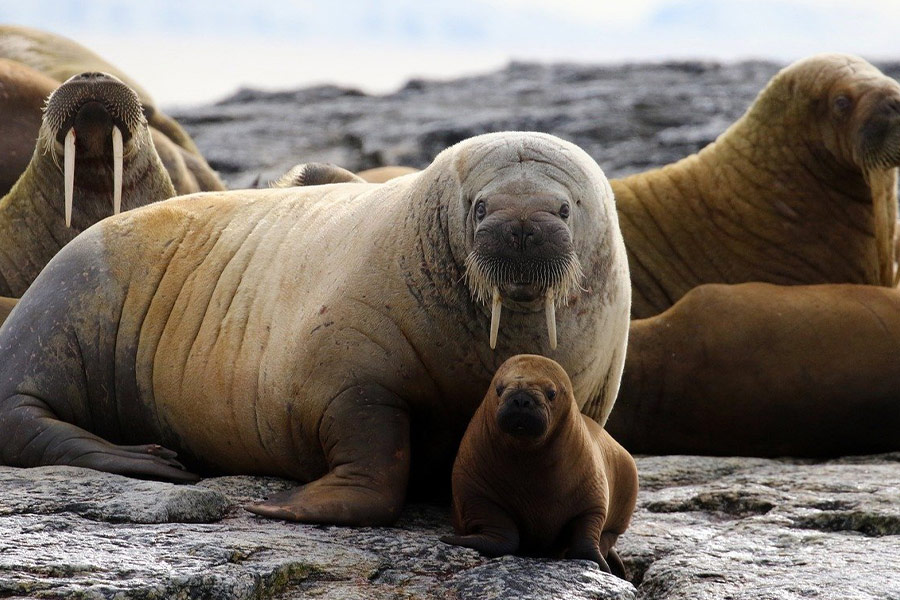 Huddle of walrus