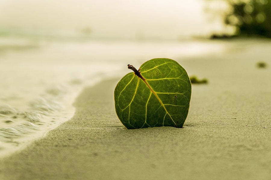 Sandy green leaf beach