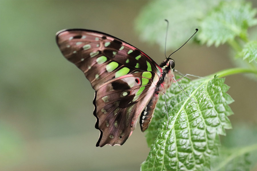 Green drexel butterfly