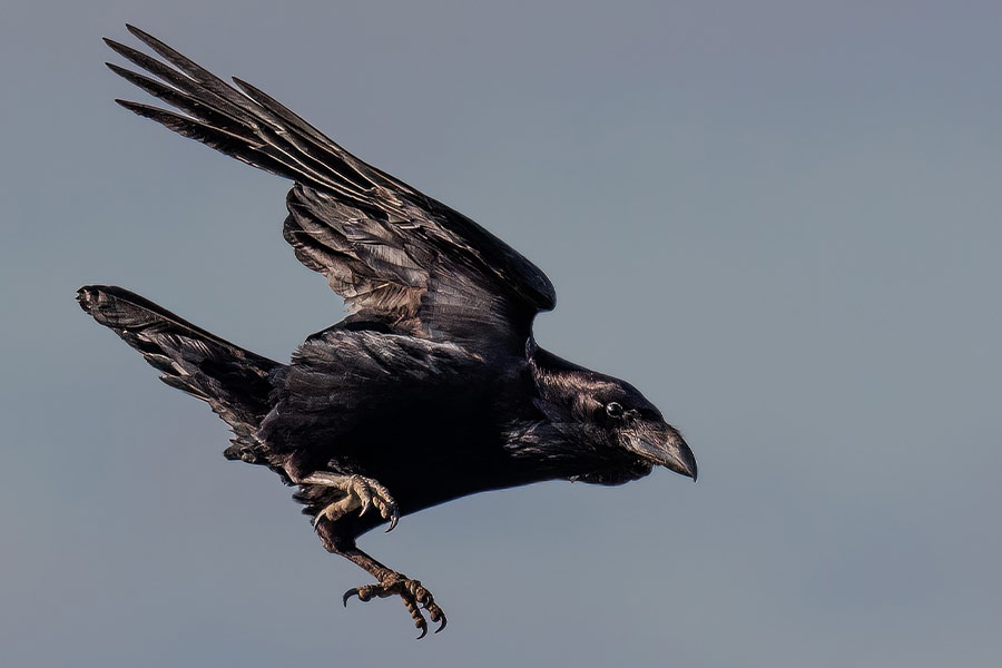 flying black crow bird