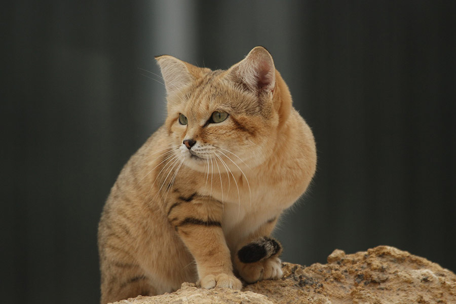 Cute small sand cat