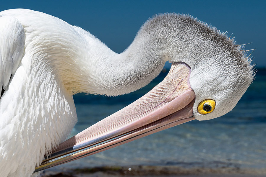 Australian pelican bird