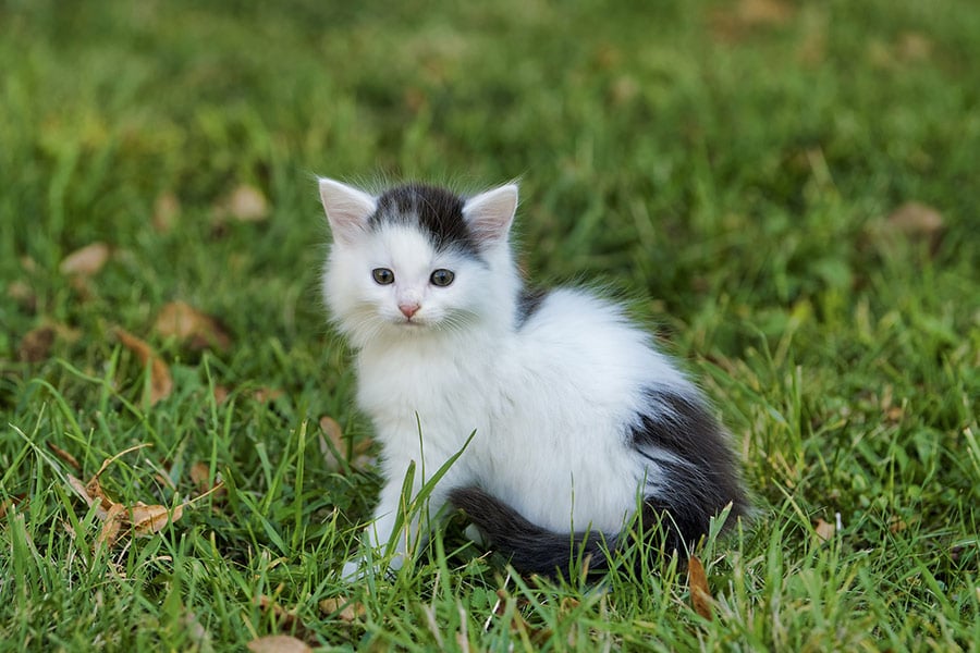 Fluffy kitten grass