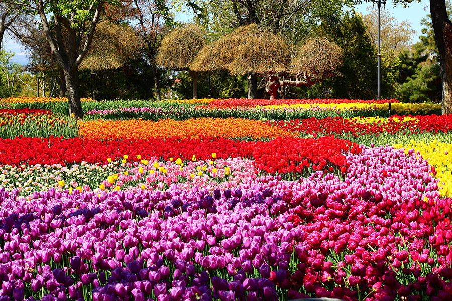 Tulips festival