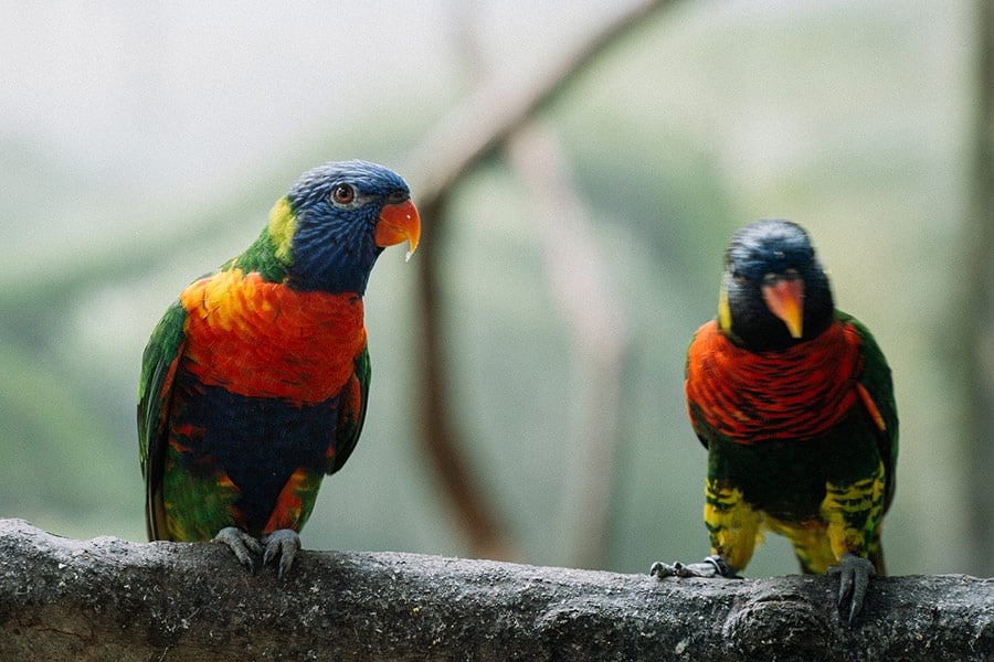 Parrots