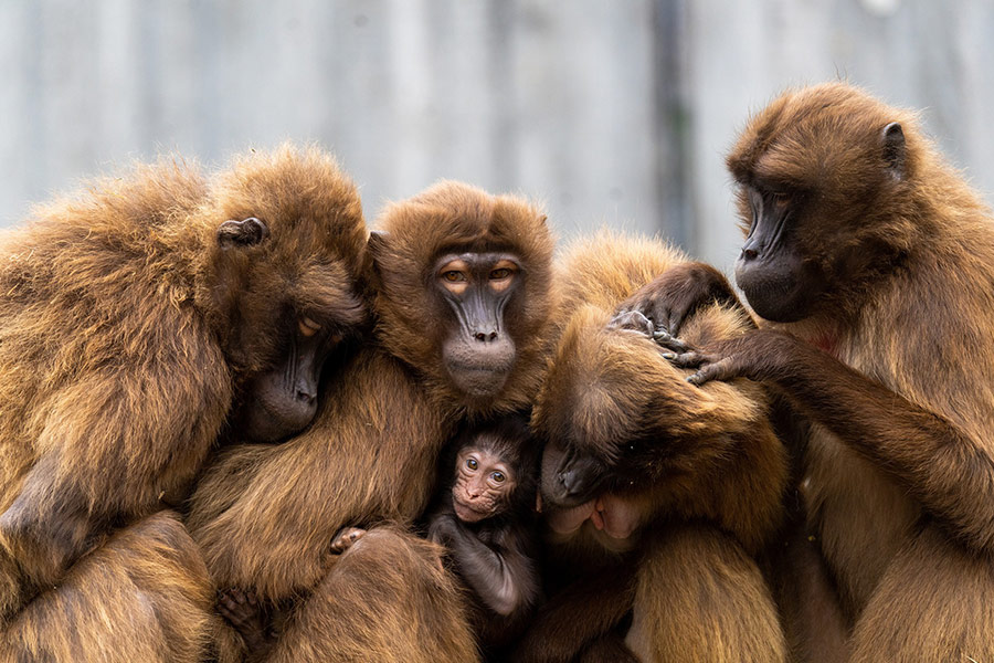 Family brown monkeys