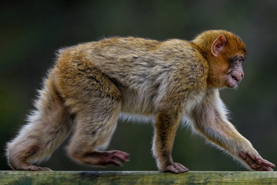 Barbary macaque monkey
