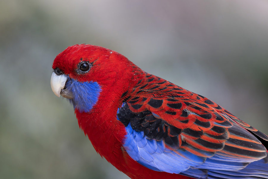 Crimson rosella parrot