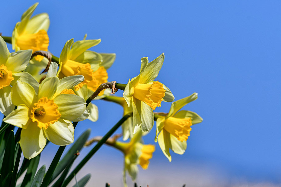 Daffodils spring season