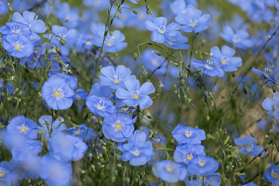 Blue linen small perennials