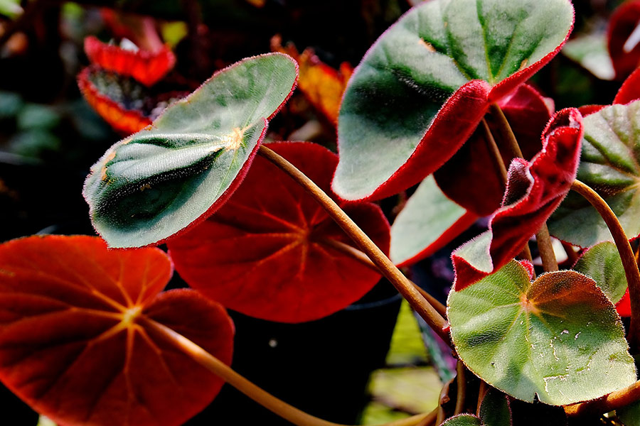 Begonia dark green red plant