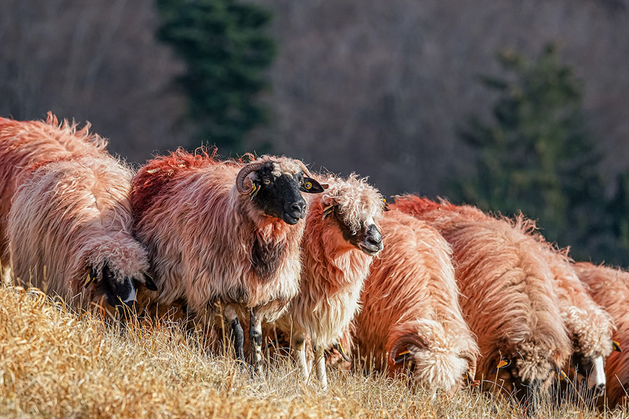Grassland sheep lamb