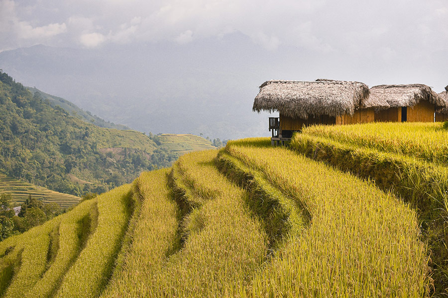 Hoang su phi rice terraces