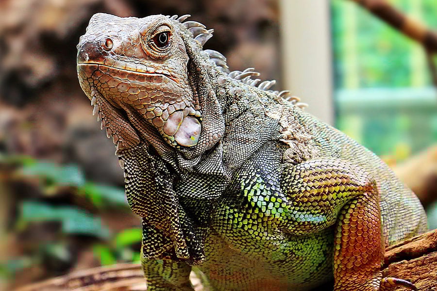 Fat iguana zoo