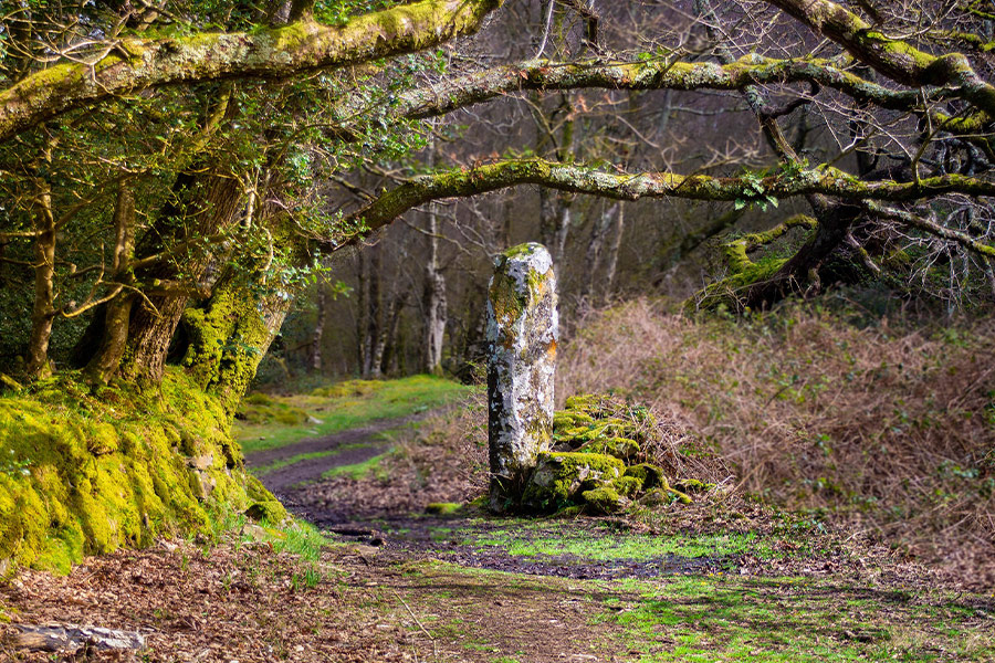Standing stone woodland