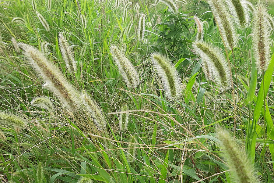 Cat jarashi weed grass
