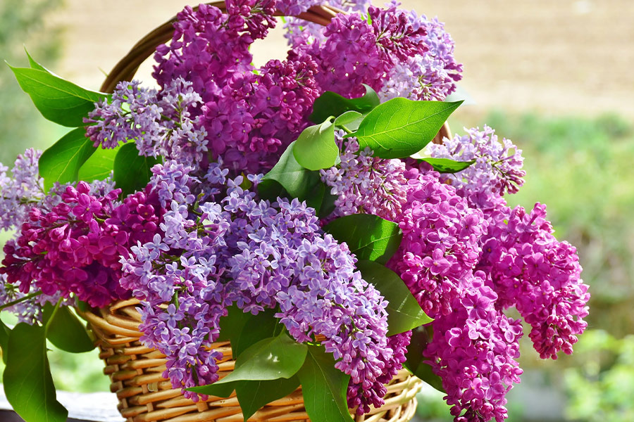Lilac flowers in basket