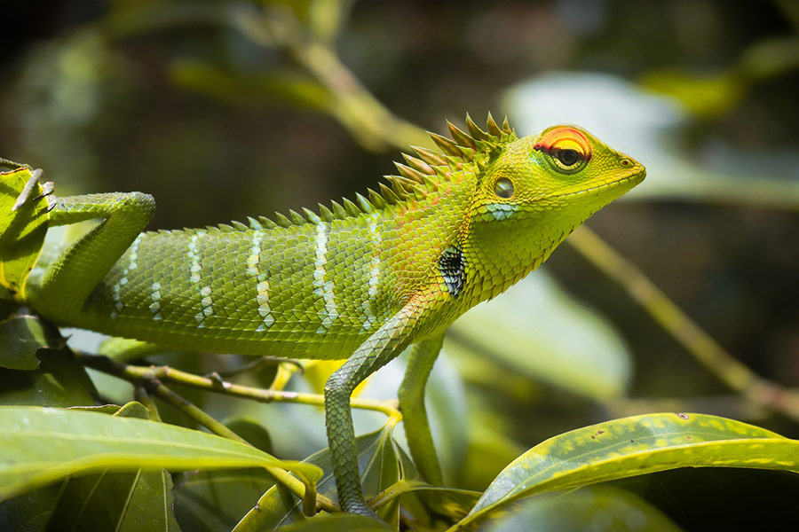 Tropical green lizard